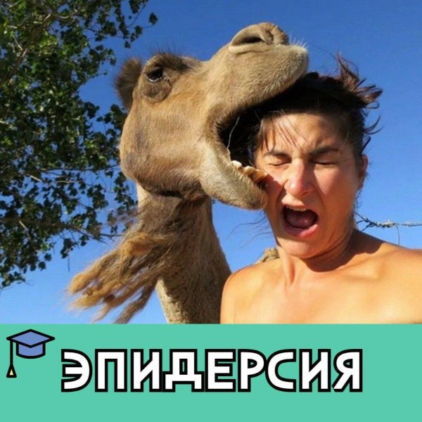 морда верблюда