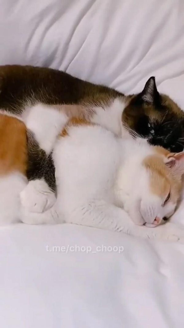 кошачьи нежности