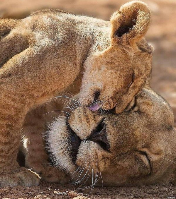 львов львица лев львенок