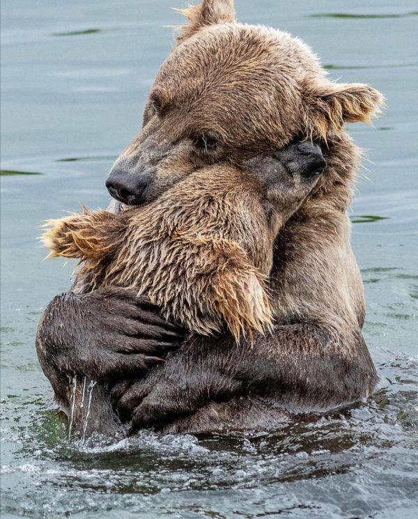 объятия животных