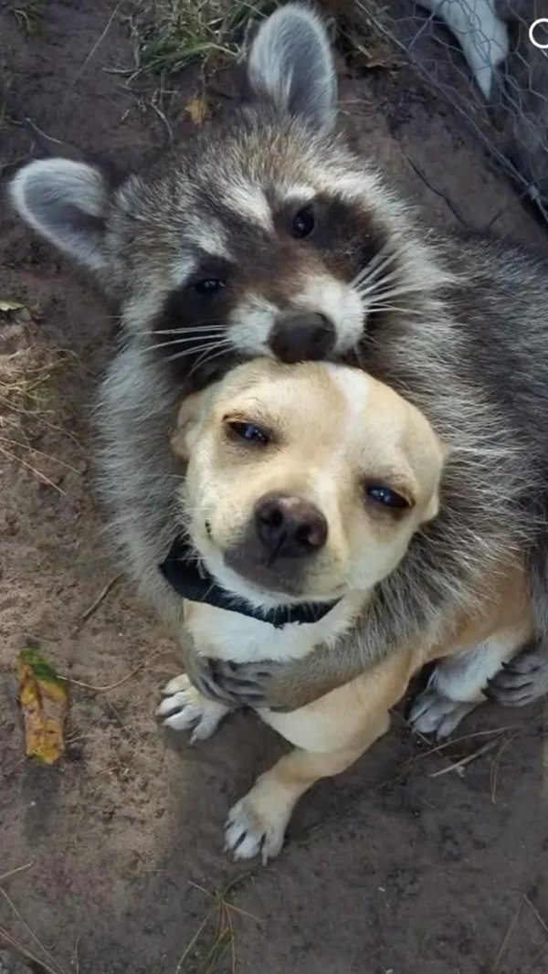 енот собака