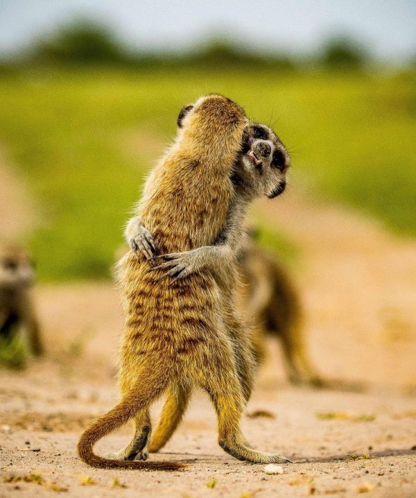 сурикаты калахари