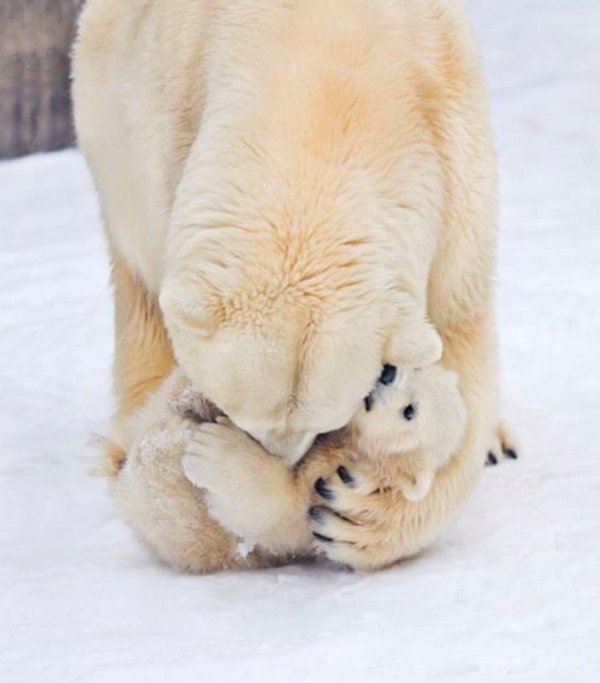 белые медвежата