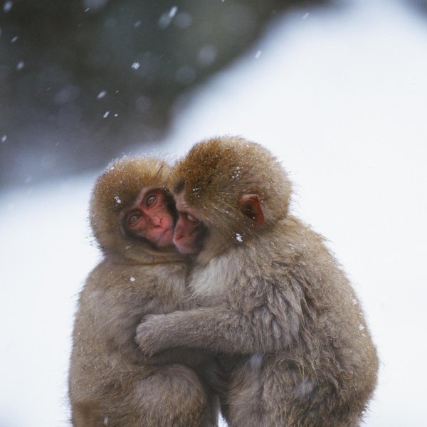 японская макака