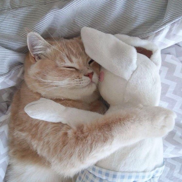 спящие котята