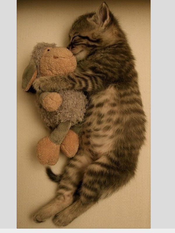 объятия животных