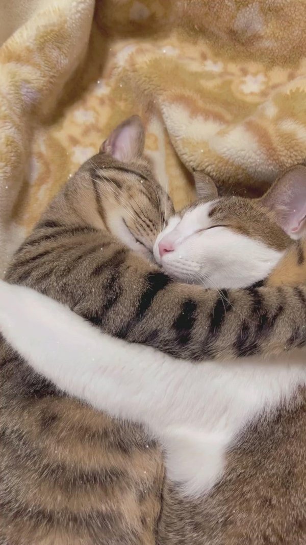 Прикольные обнимашки