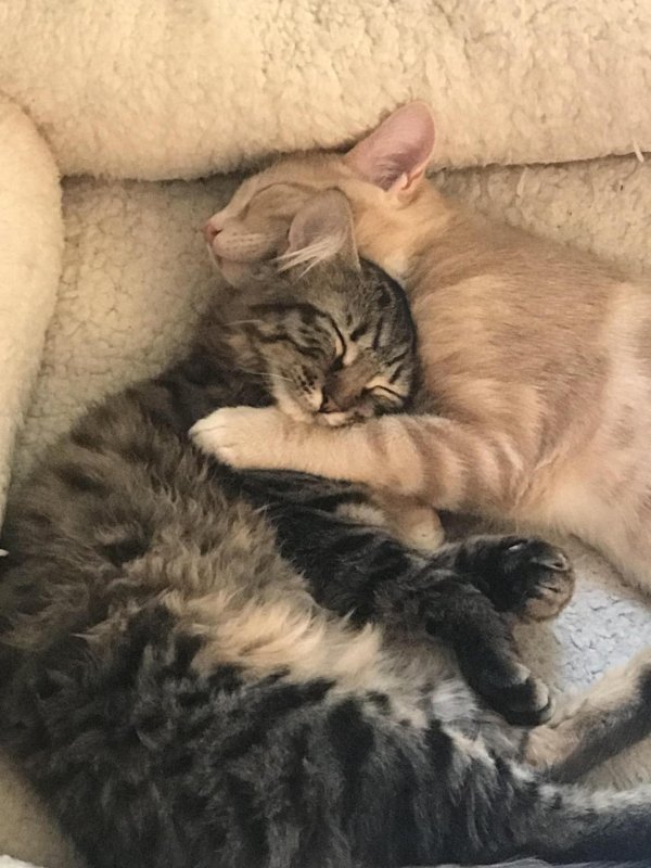 влюбленные котики