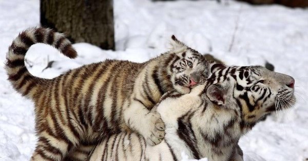 бенгальский тигренокальбинос