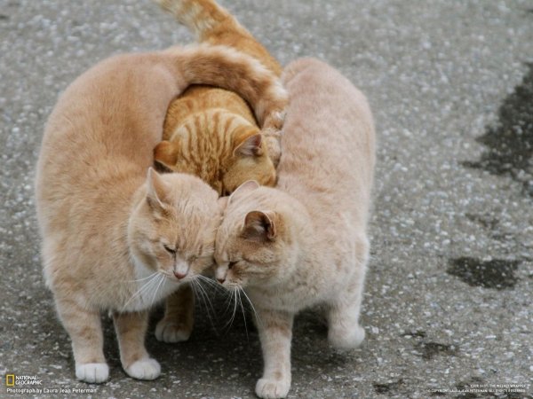 два рыжих кота