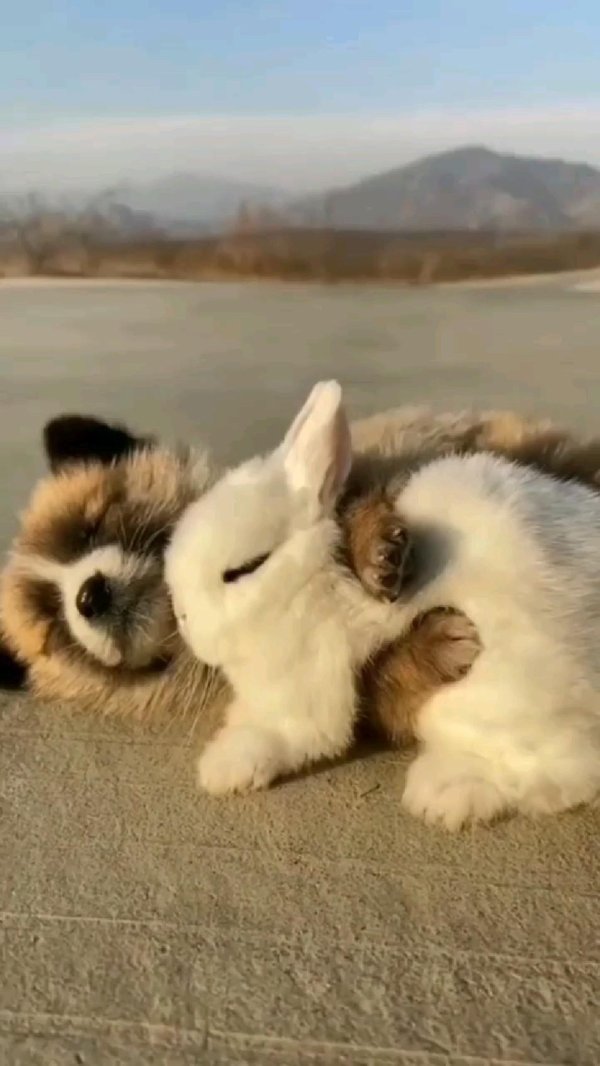 кролики милые