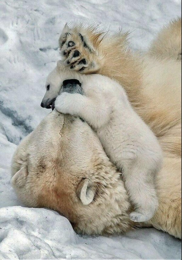 белые медвежата