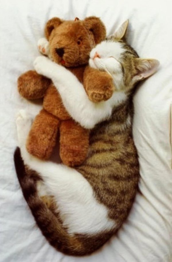 спящие котята