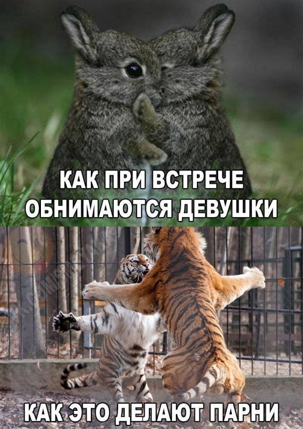 тигр смешной