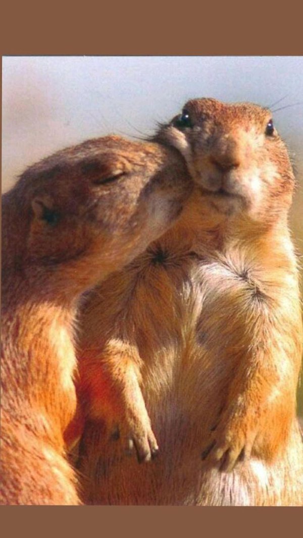 луговая собачка