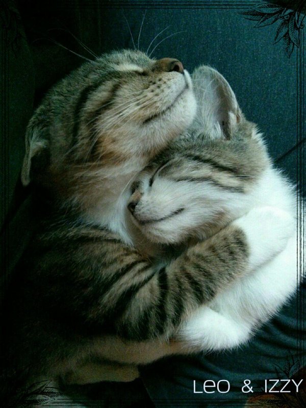 котики любовь