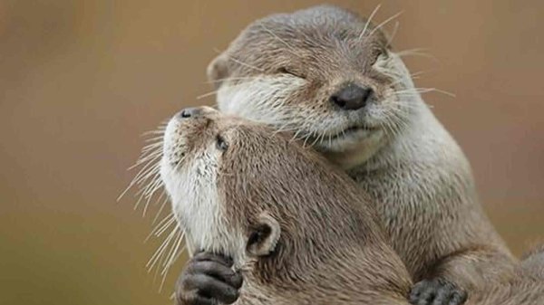 выдра калан