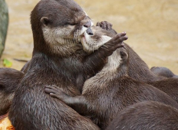 речная выдра