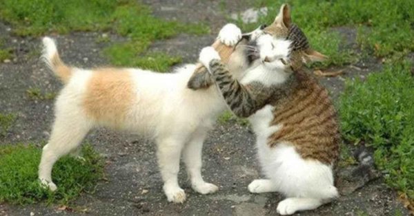 котики демотиваторы