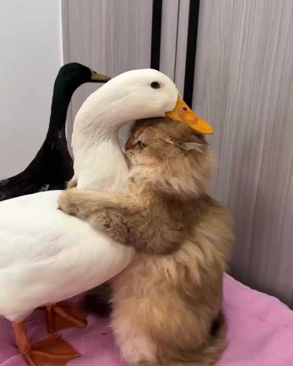 смешные фотографии животных