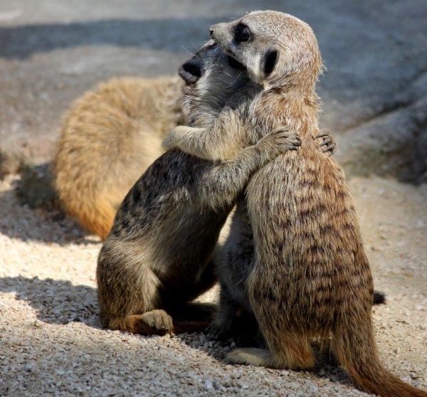 мангусты сурикаты