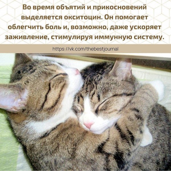 любовь котиков