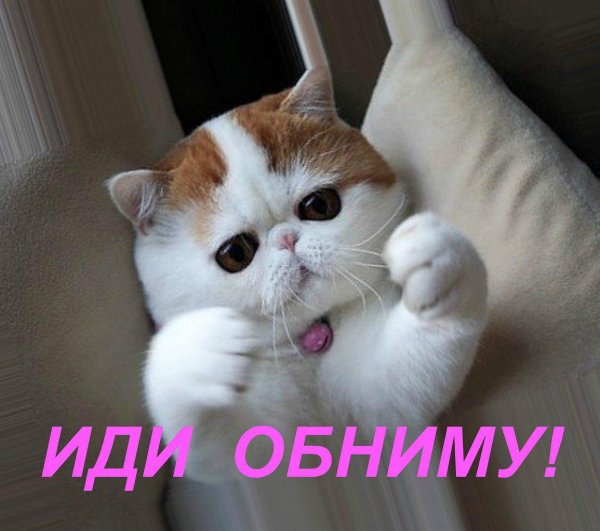 порода снупи