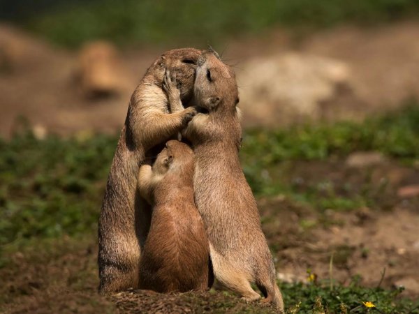 луговая собачка