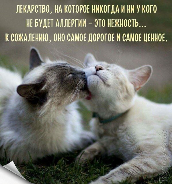 влюбленные котики