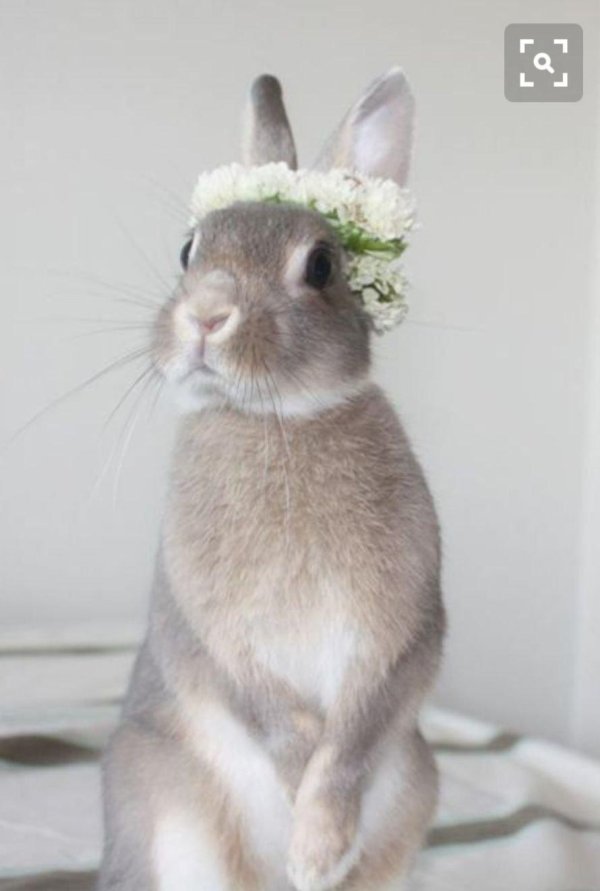 смешной зайчик