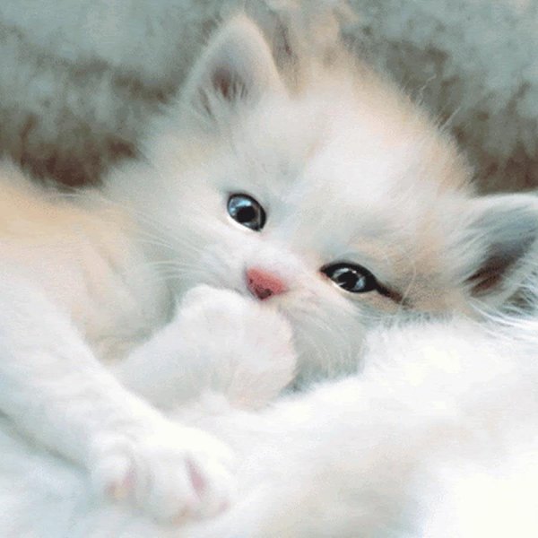 белые котята