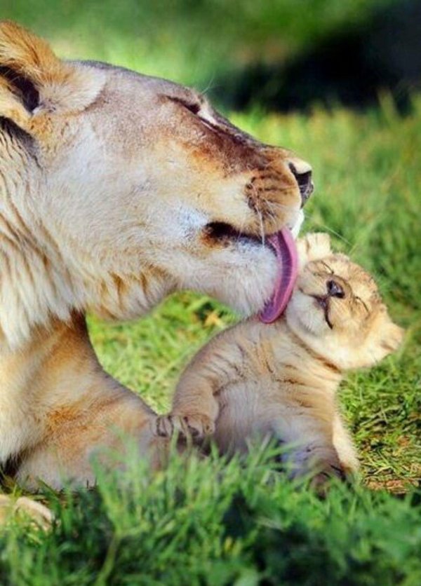 львица со львенком