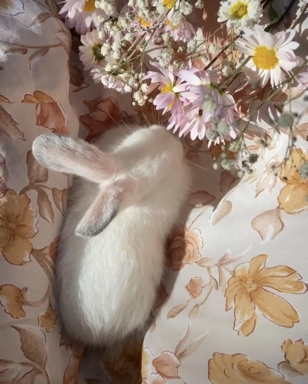 кролик в ромашках