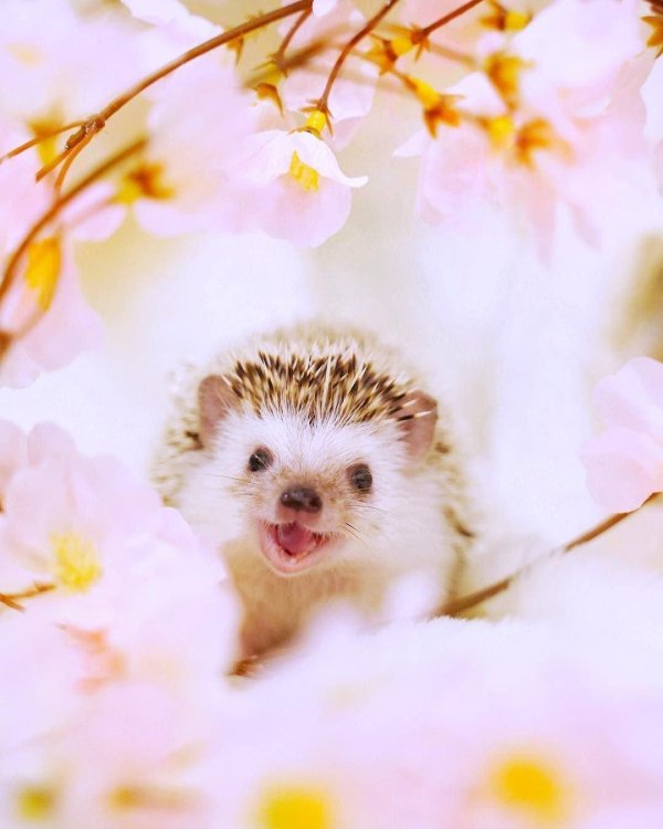 ежик весной