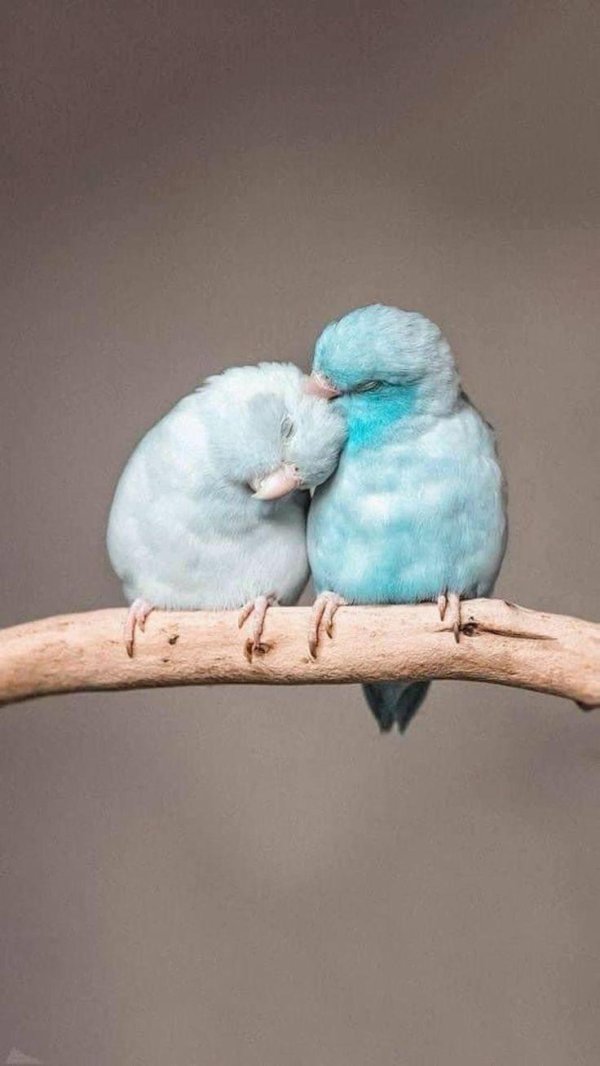 воробьиный попугай голубой