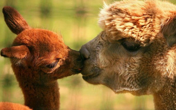 детеныш ламы