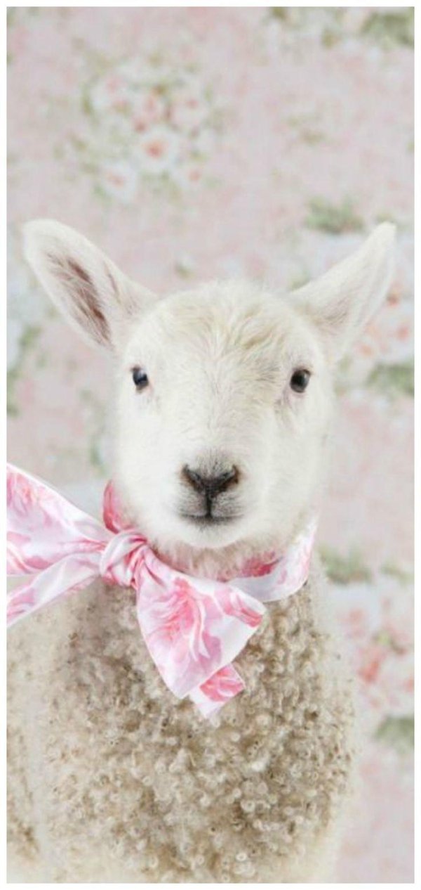 овца красивая