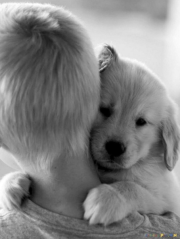 щенок скучает