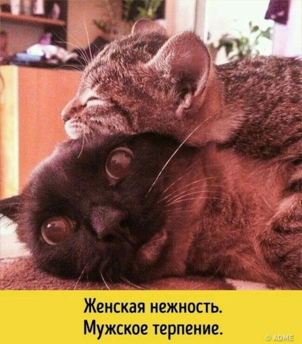смешные коты