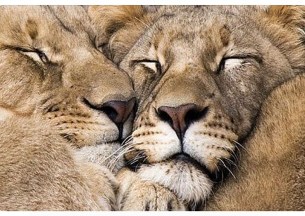 влюбленные львы