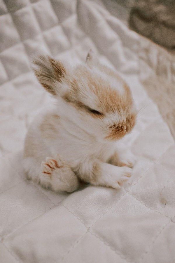 милая зайка