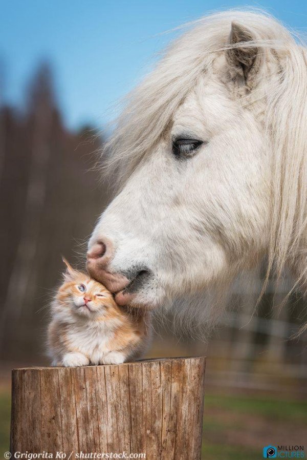 пони лошадка