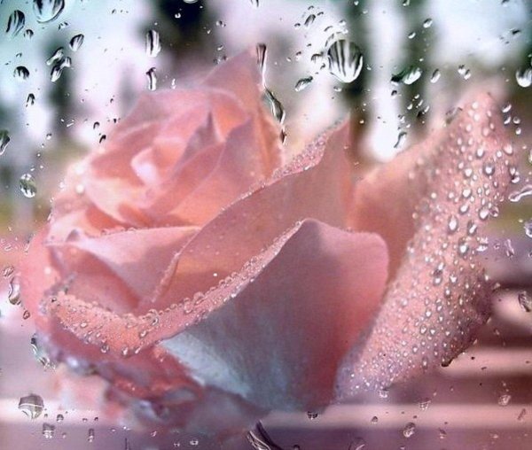 нежный цветок