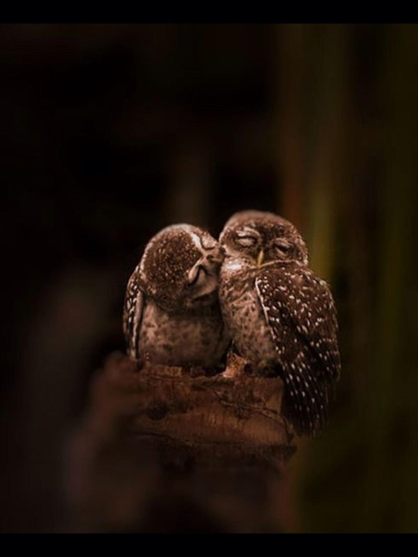 две совы