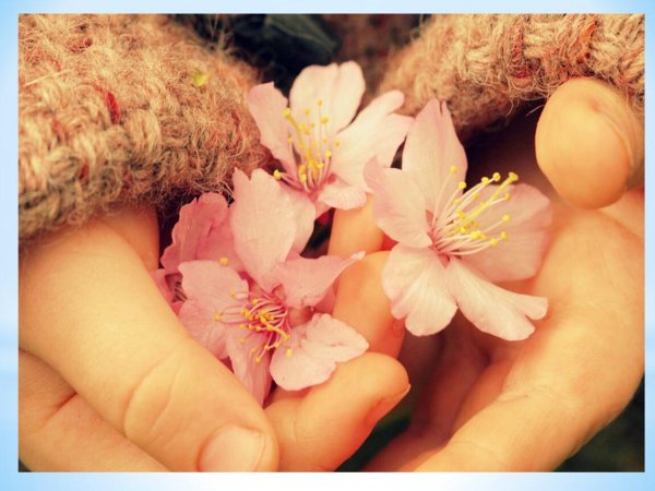 нежные цветы в руках