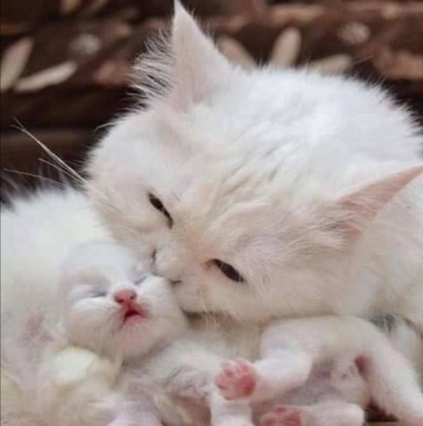 ласковый котенок