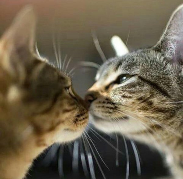 кошка целует кота