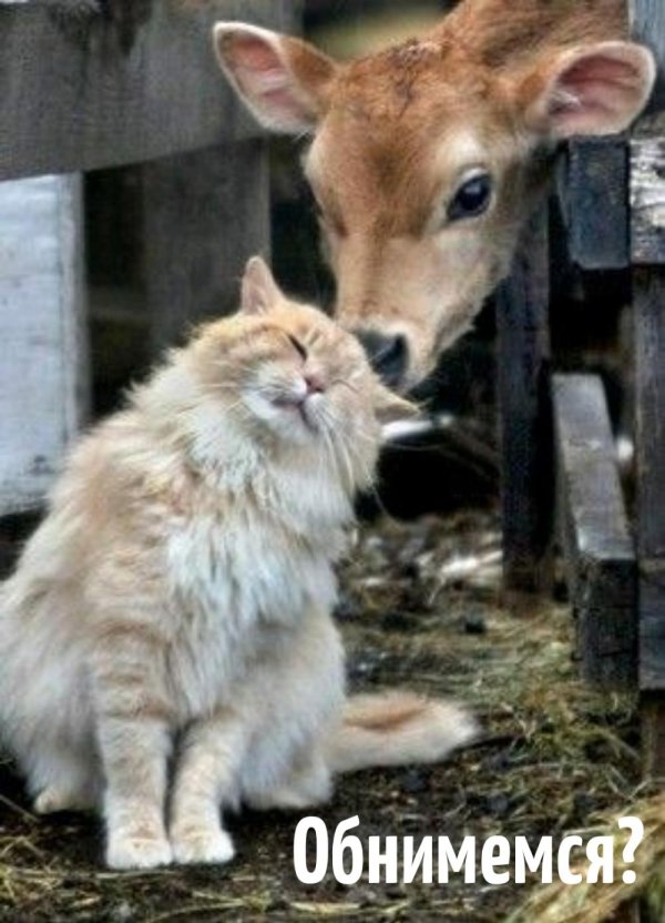 животное милое