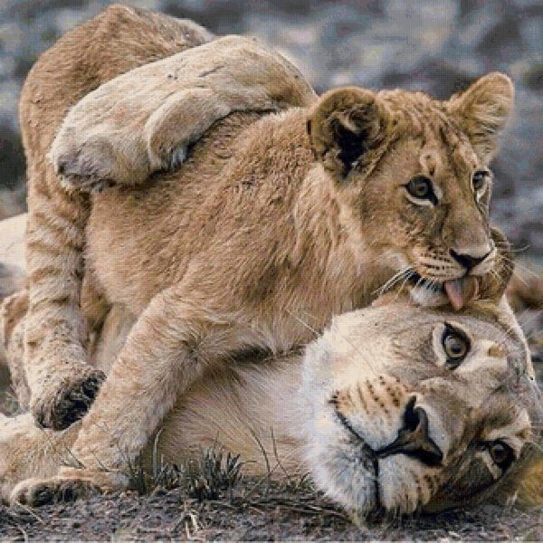 нежность животные