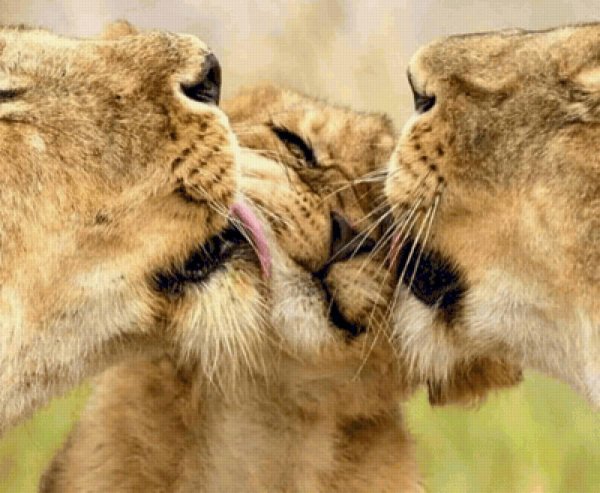 львица со львенком